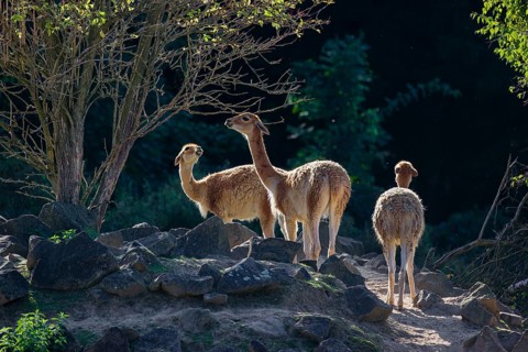Three vicunas (Lama vicugna) stand on rocky terrain under a tree in a backlit scene