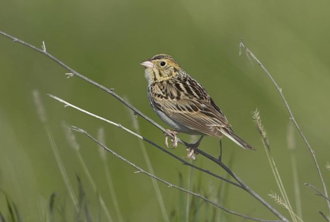 Baird's Sparrow (Ammodramus bairdii), Montana, USA
