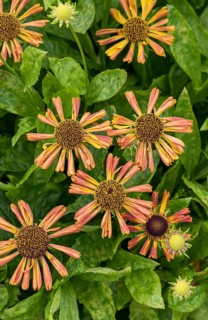 Sunflower (Helenium 'Betty'), RHS Garden Bridgewater, Great Britain