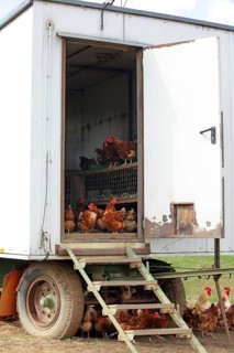 Free-range chickens with a run in a meadow. In the background is a mobile chicken house, animals,