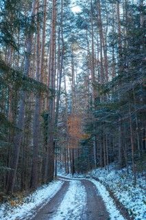 Snow-covered road in the forest, Ternitz, Lower Austria, Austria