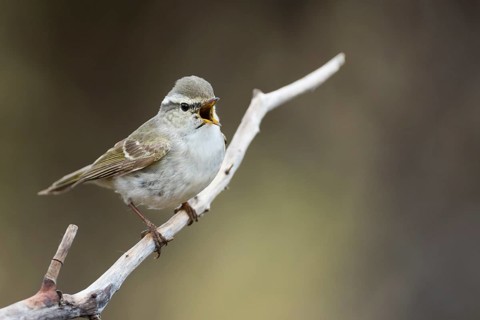 Yellow-browed Warbler - Gelbbrauen-Laubsänger - Phylloscopus inornatus, Russia (Ural)