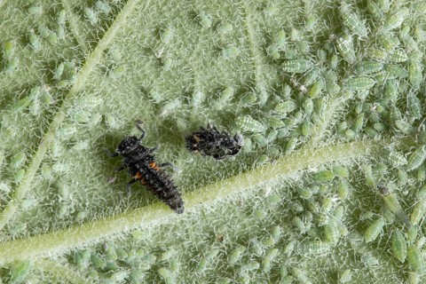 Harlequin ladybird or ladybug (Harmonia axyridis) adult insect larva and Plum aphid (Hyalopterus
