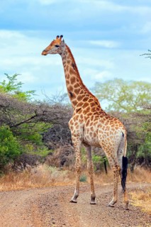Giraffe, Steppe giraffe, (Giraffa camelopardalis giraffa), animals, mammals, Africa, Mkuze Game