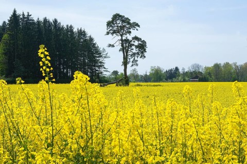 Rapeseed field, rapeseed (Brassica napus), Bavaria, Germany