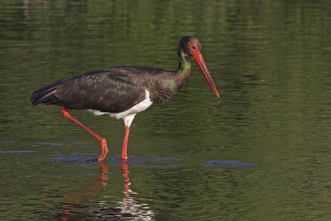 Black Stork (Ciconia nigra) foraging, Lesvos, Greece