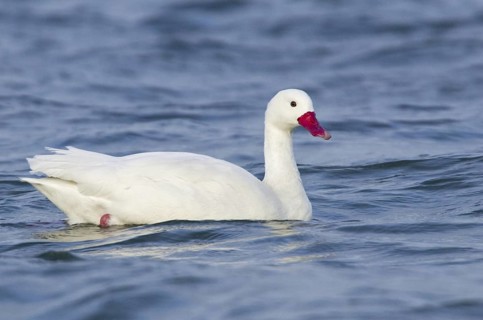 Coscoroba Swan (Coscoroba coscoroba), Chile