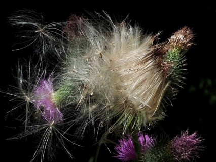 Close-up of the Spear Thistle (Cirsium vulgare) and its achenes against a dark background,