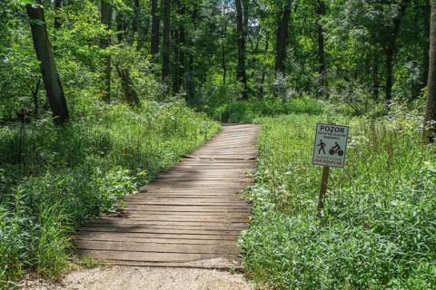 Riparian forest in Soutok nature park Park, Lanžhot, South Moravský kraj, Czech Republic