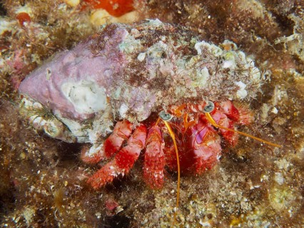 A Red Hermit Crab (Dardanus calidus) on the seabed, surrounded by seaweed and mussels, at the Cap