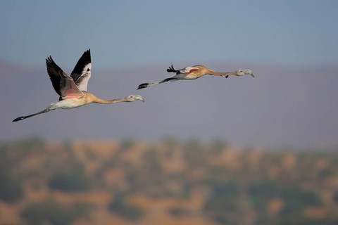 Greater Flamingo (Phoenicopterus roseus) juvenile flying, Seville, Spain