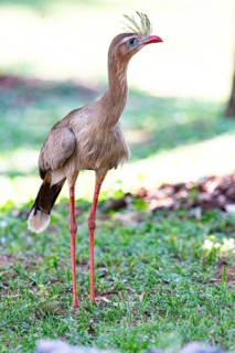 Red-footed seriema (Cariama cristata) Pantanal Brazil