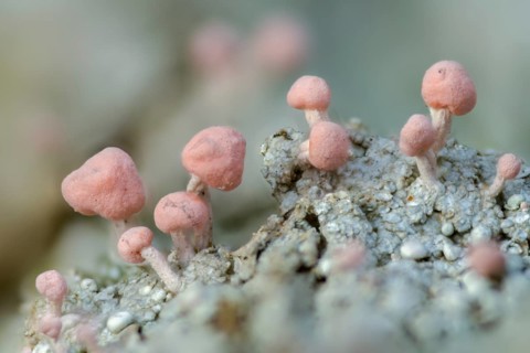 Baeomyces roseus, Dibaeis baeomyces, lichens, head lichen, braid braid, pink head braid, pink