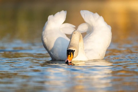 Mute swan (Cygnus olor) swimming on a lake, Bavaria, Germany