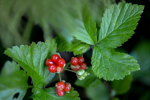 Rosaceae, rose family, rubus saxatilis, stone blackberry, flora, plants, plants, stone bramble