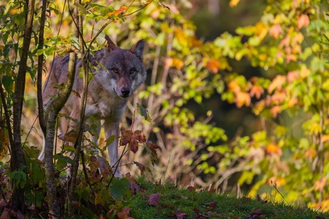 A eurasian gray wolf (Canis lupus lupus) stands on a meadow on a hill with a colourful foliage in