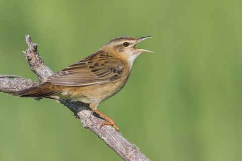 Pallas's Grasshopper Warbler - Streifenschwirl - Locustella certhiola ssp. centralasiae, Kazakhstan