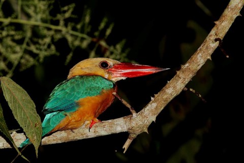Stork-billed Kingfisher (Pelargopsis capensis), Borneo, Malaysia