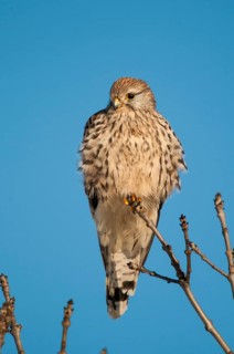 Falco tinnunculus, Common Kestrel, kestrel, birds, falcon, falconiformes, falcons, female, birds of