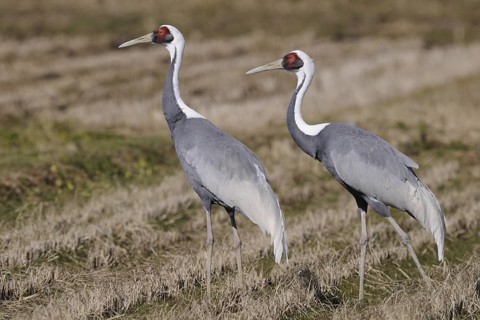 White-naped Crane (Antigone vipio), Arasaki, Japan