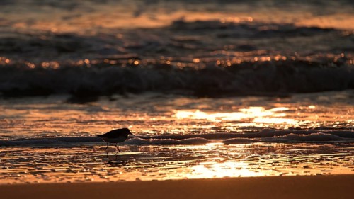 Sanderling (Calidris alba) on the beach with waves against the light, Texel, North Holland,