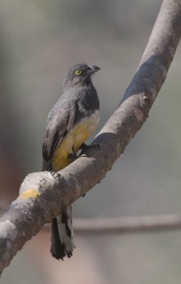 Citreoline Trogon, female pulling on spiders web - Puerto Vallarta, Mexico
