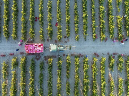 Vintage at the vineyard of the Bodega González Byass near the town of Jerez de la Frontera. Aerial