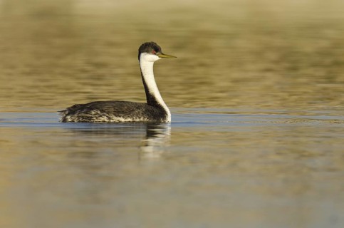Western Grebe (Aechmophorus occidentalis), Arizona, USA