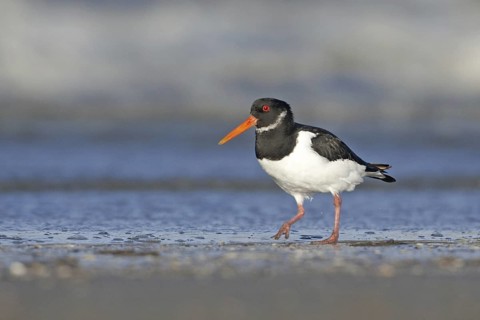 Eurasian Oystercatcher (Haematopus ostralegus) juvenile, Netherlands