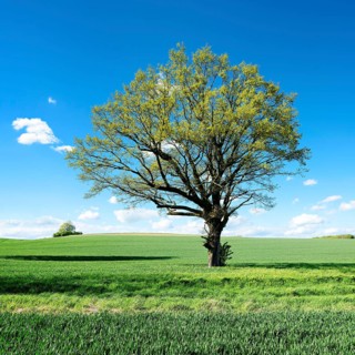 Green grain field with large solitary oak tree under blue sky in spring, Burgenlandkreis,