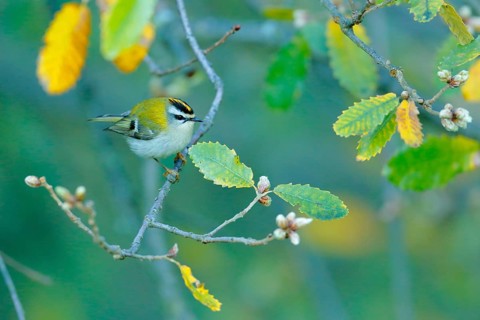 Common Firecrest (Regulus ignicapilla), Andalusia, Spain