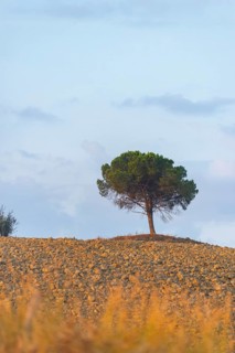 Single Tree standing in a typical Tuscan landscape on a field in Crete Senesi in summer, Tuscany,