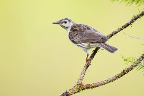 Bar-breasted Honeyeater (Ramsayornis fasciatus), Northern Territory, Australia