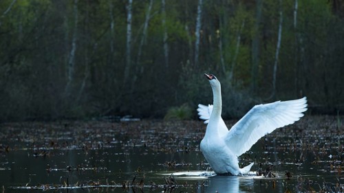 Mute Swan (Cygnus olor), Mecklenburg-Western Pomerania, Germany
