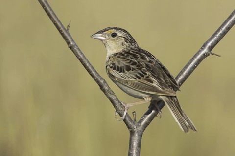 Grasshopper Sparrow (Ammodramus savannarum), Ontario, Canada