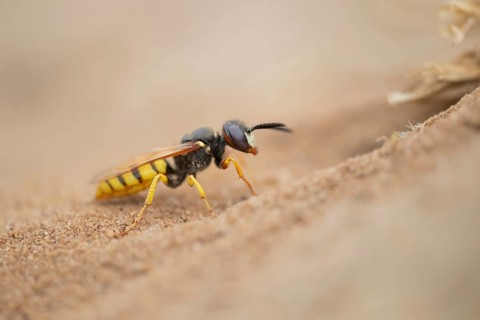 European bee wolf (Philanthus triangulum) adult solitary wasp insect at the entrance of its burrow