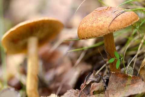 Gymnopilus sapineus, velvety-scaly pine flambling, boring gymnopilus, common gymnopilus, fungi,