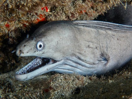 Close-up of a Prince Augustus moray eel (Muraena augusti) peering out of a crevice in the reef,