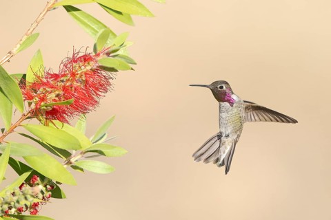 Anna's Hummingbird (Calypte anna) male hovering, California, USA