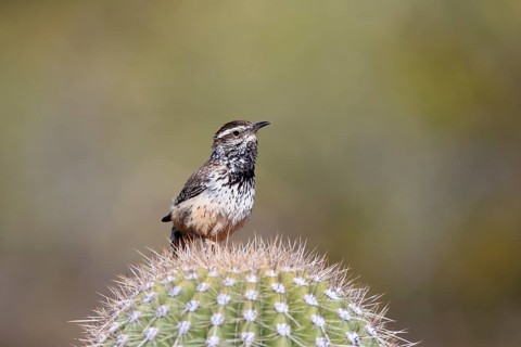 Cactus wren (Campylorhynchus brunneicapillus), adult, on cactus, Sonoran Desert, Arizona, North