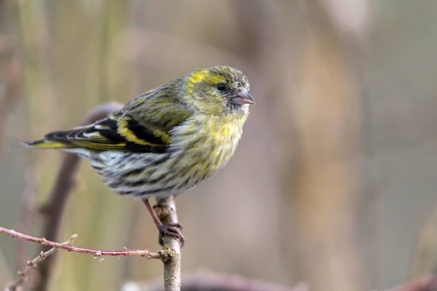 Carduelis spinus, siskin, spinus spinus, siskin, birds, female, passeri, songbirds, songbirds,