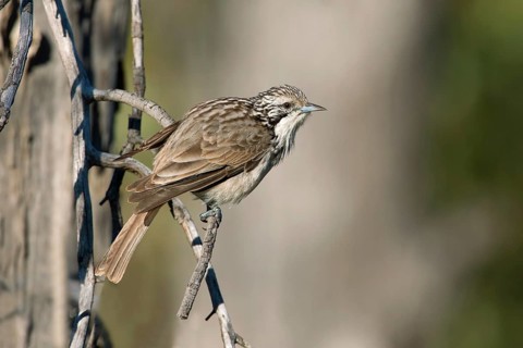 Striped Honeyeater (Plectorhyncha lanceolata), New South Wales, Australia
