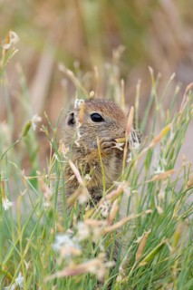 A young European ground squirrel (Spermophilus citellus) eats seats, leaves and flowers in a green