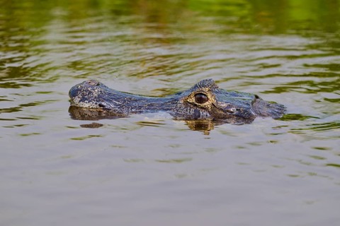 A caiman head appears above the water surface in a calm environment, Spectacled caiman (Caiman