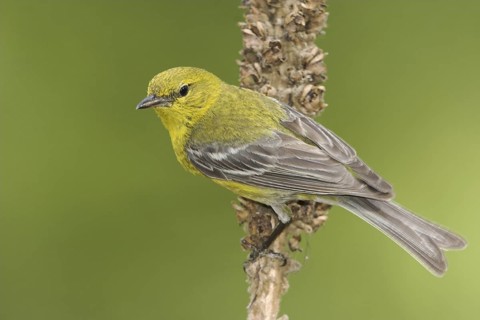 Pine Warbler (Setophaga pinus), Ontario, Canada
