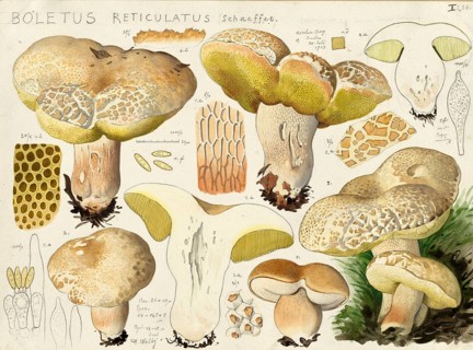 Mushroom, fungi, summer or oak boletus, Boletus reticulatus, syn. Boletus aestivalis, authentic