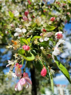 Close-up, various pink blossoms on an apple tree (malus domestica) in spring, alternating with