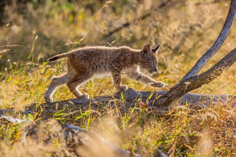 One young (10 weeks old) male Eurasian lynx, (Lynx lynx), walking over a rotten tree. Backlit