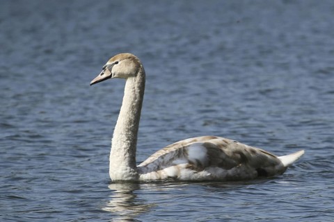 Mute Swan (Cygnus olor) juvenile, Lower Saxony, Germany