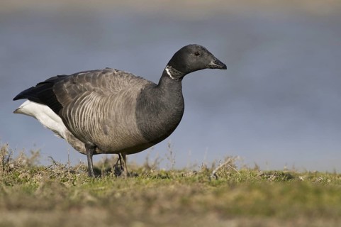 Brant Goose (Branta bernicla), Texel, Netherlands